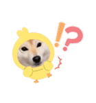 柴犬ももスタンプ～日常会話②～（個別スタンプ：32）