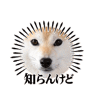 柴犬ももスタンプ～日常会話②～（個別スタンプ：33）
