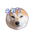 柴犬ももスタンプ～日常会話②～（個別スタンプ：34）