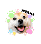 柴犬ももスタンプ～日常会話②～（個別スタンプ：35）