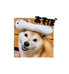 柴犬ももスタンプ～日常会話②～（個別スタンプ：36）