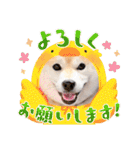 柴犬ももスタンプ～日常会話②～（個別スタンプ：37）