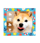 柴犬ももスタンプ～日常会話②～（個別スタンプ：38）