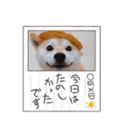 柴犬ももスタンプ～日常会話②～（個別スタンプ：39）