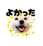 柴犬ももスタンプ～日常会話②～（個別スタンプ：40）