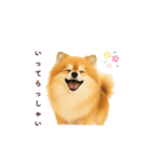 ポメラニアン パーティー 日常敬語（個別スタンプ：10）