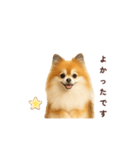 ポメラニアン パーティー 日常敬語（個別スタンプ：21）