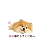 ポメラニアン パーティー 日常敬語（個別スタンプ：24）