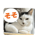 リンタロスァン第5弾（個別スタンプ：1）