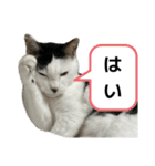 リンタロスァン第5弾（個別スタンプ：4）