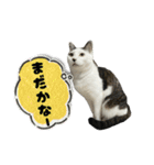 リンタロスァン第5弾（個別スタンプ：8）