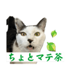 リンタロスァン第5弾（個別スタンプ：12）
