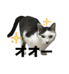 リンタロスァン第5弾（個別スタンプ：16）