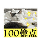 リンタロスァン第5弾（個別スタンプ：17）