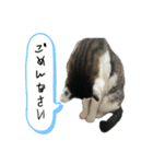 リンタロスァン第5弾（個別スタンプ：20）