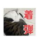 リンタロスァン第5弾（個別スタンプ：21）