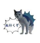 リンタロスァン第5弾（個別スタンプ：24）