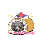 最高に可愛いトイプー♥（個別スタンプ：4）
