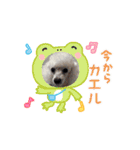 最高に可愛いトイプー♥（個別スタンプ：9）