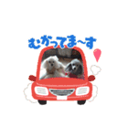 最高に可愛いトイプー♥（個別スタンプ：11）