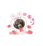最高に可愛いトイプー♥（個別スタンプ：14）