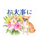 水彩感じるスタンプ チワワ（個別スタンプ：23）