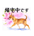 水彩感じるスタンプ チワワ（個別スタンプ：31）
