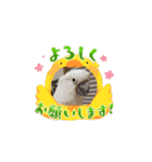 動くタイハクオウムのパクチー（個別スタンプ：4）