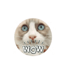毎日使える【ラグドール】ねこスタンプ4（個別スタンプ：1）