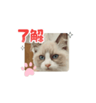 毎日使える【ラグドール】ねこスタンプ4（個別スタンプ：2）