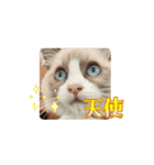 毎日使える【ラグドール】ねこスタンプ4（個別スタンプ：3）