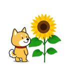 夏の日常＊しばいぬくんの毎日（個別スタンプ：8）