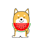 夏の日常＊しばいぬくんの毎日（個別スタンプ：20）