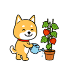 夏の日常＊しばいぬくんの毎日（個別スタンプ：32）