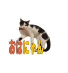 ねこのくちん Vol.3（個別スタンプ：1）