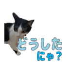 ねこのくちん Vol.3（個別スタンプ：2）