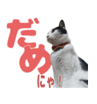 ねこのくちん Vol.3（個別スタンプ：4）