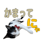 ねこのくちん Vol.3（個別スタンプ：5）
