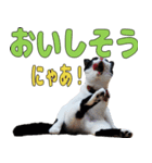 ねこのくちん Vol.3（個別スタンプ：6）
