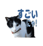 ねこのくちん Vol.3（個別スタンプ：7）