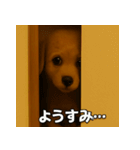 トイプー子犬のきもちスタンプ（個別スタンプ：1）