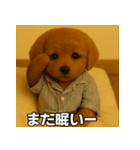 トイプー子犬のきもちスタンプ（個別スタンプ：9）