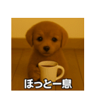 トイプー子犬のきもちスタンプ（個別スタンプ：10）