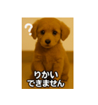 トイプー子犬のきもちスタンプ（個別スタンプ：14）