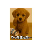 トイプー子犬のきもちスタンプ（個別スタンプ：17）