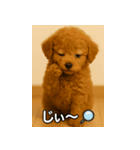 トイプー子犬のきもちスタンプ（個別スタンプ：25）