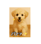 トイプー子犬のきもちスタンプ（個別スタンプ：26）