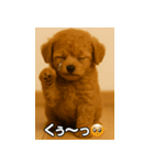 トイプー子犬のきもちスタンプ（個別スタンプ：31）