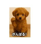 トイプー子犬のきもちスタンプ（個別スタンプ：34）