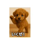 トイプー子犬のきもちスタンプ（個別スタンプ：36）